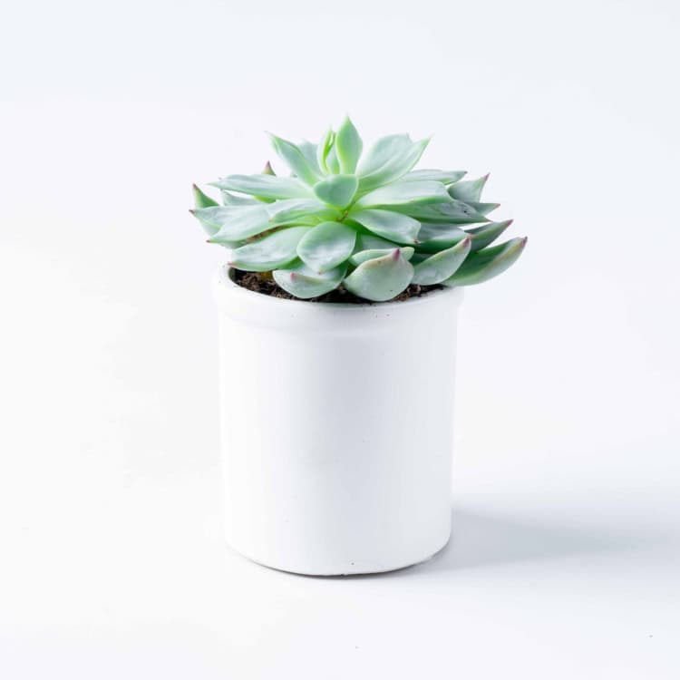 סוקולנט בכלי קרמיקה